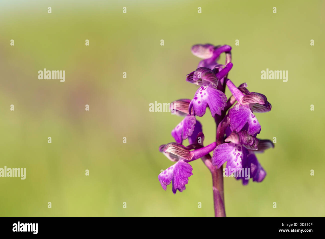 Green Winged Orchid; Orchis morio; Spring; UK Stock Photo