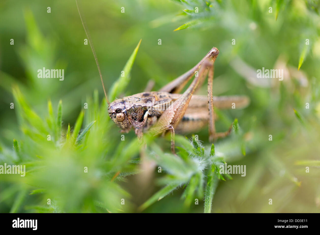 Grey Bush Cricket; Platycleis albopunctata; Summer; Cornwall; UK Stock Photo