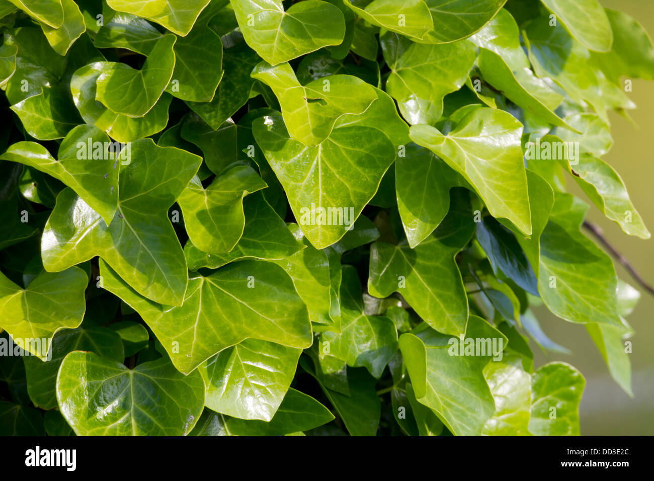 Ivy; Hedera helix; Leaves in Sunshine; UK Stock Photo
