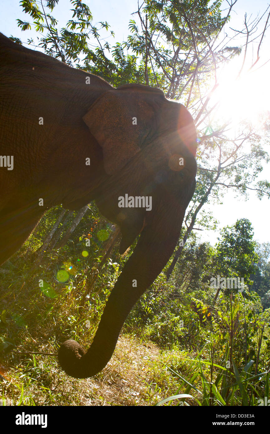 asian elephant silhouette with camera flare, the Elephant Valley Project, Mondulkiri, Cambodia Stock Photo
