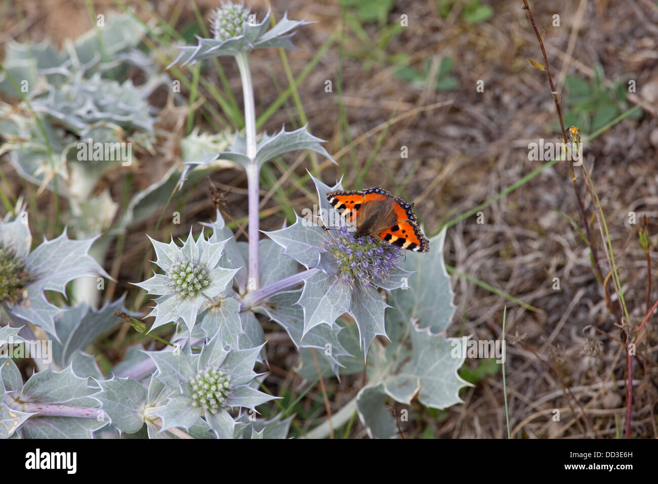 Small Tortoiseshell Butterfly Aglais urticae in coastal dunes on Sea Holly Stock Photo