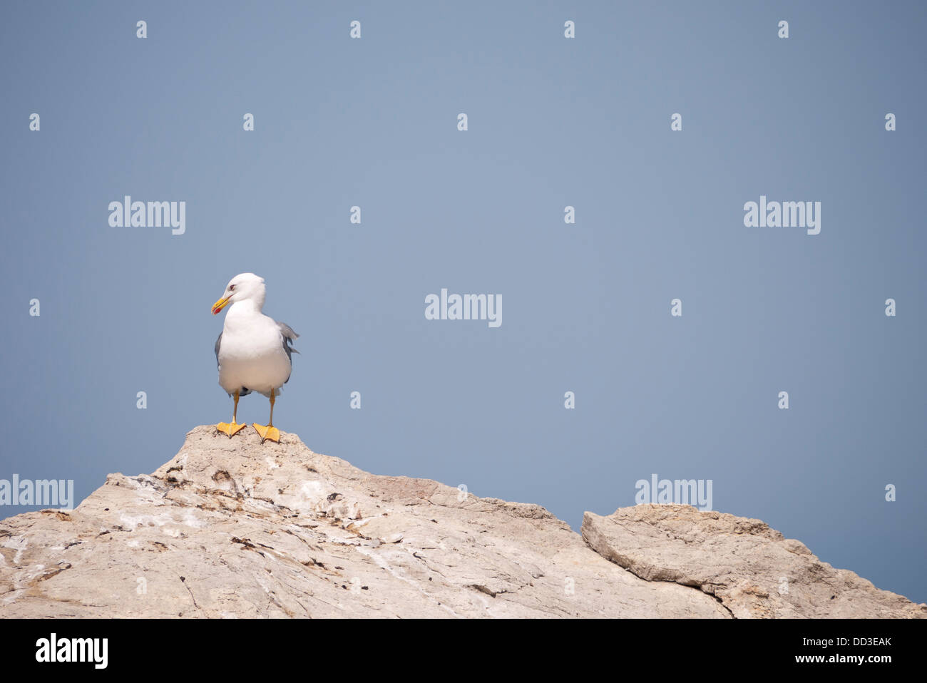 Seagull on a rock Stock Photo