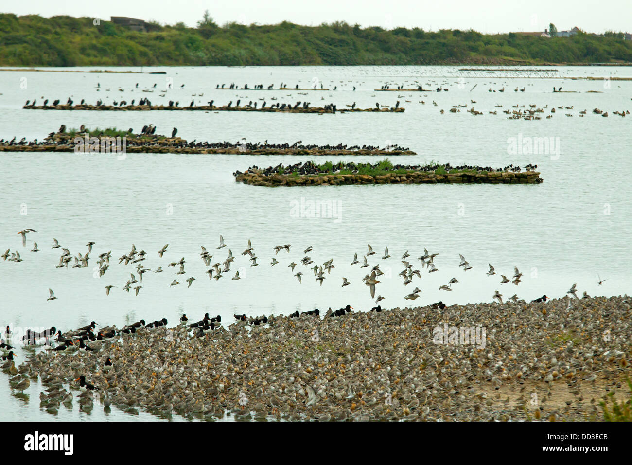 Oyster Catchers Knot Redshank Dunlins at High tide Roost at RSPB Snettisham Norfolk Stock Photo