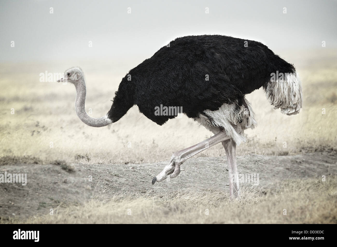 Ostrich Serengeti Tanzania Africa Stock Photo