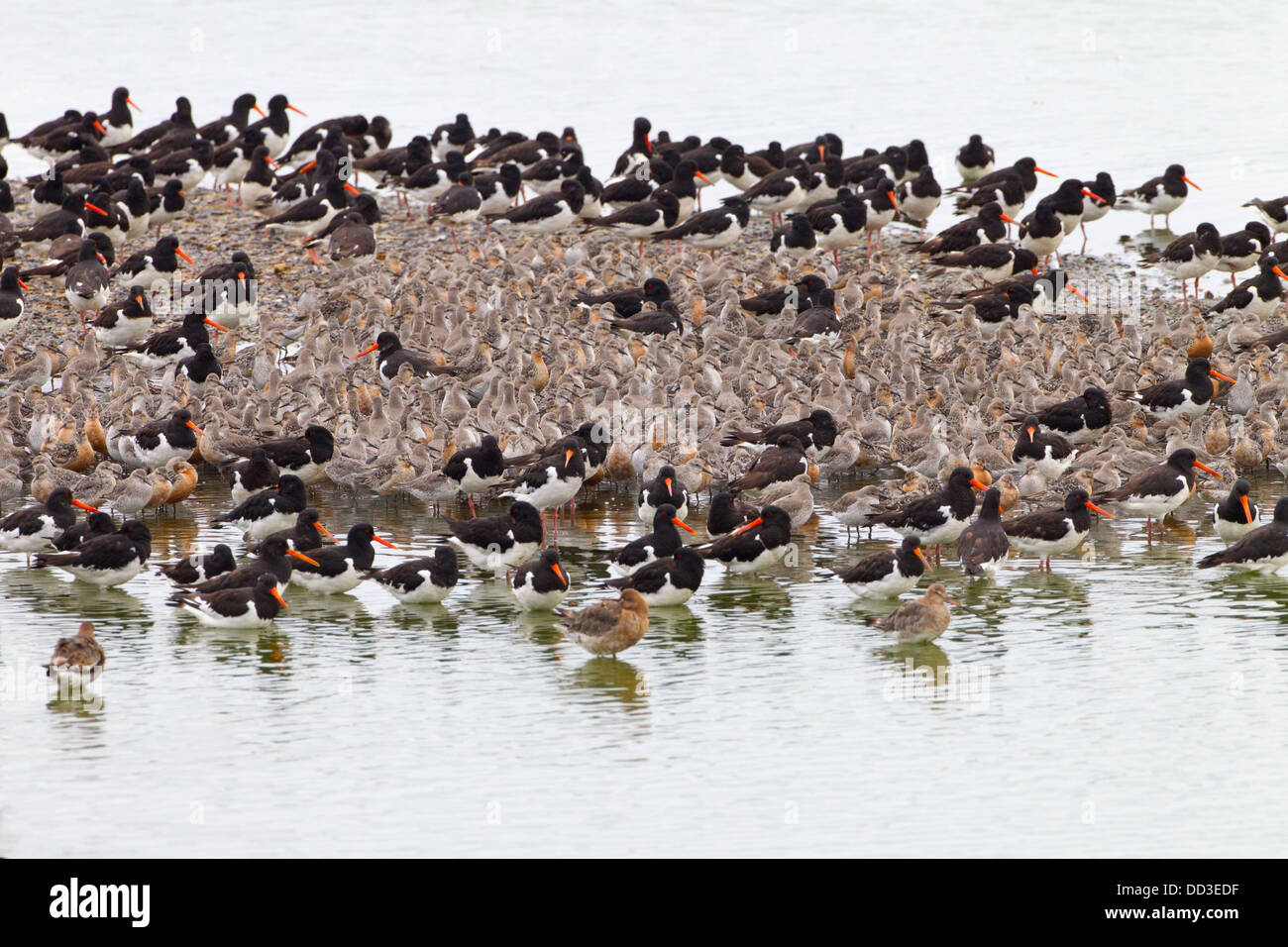 Oyster Catchers Knot Redshank Dunlins at High tide Roost at RSPB Snettisham Norfolk Stock Photo