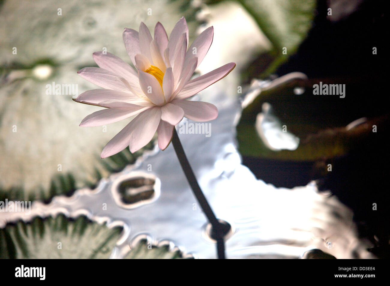 Rising flower stem hi-res stock photography and images - Alamy