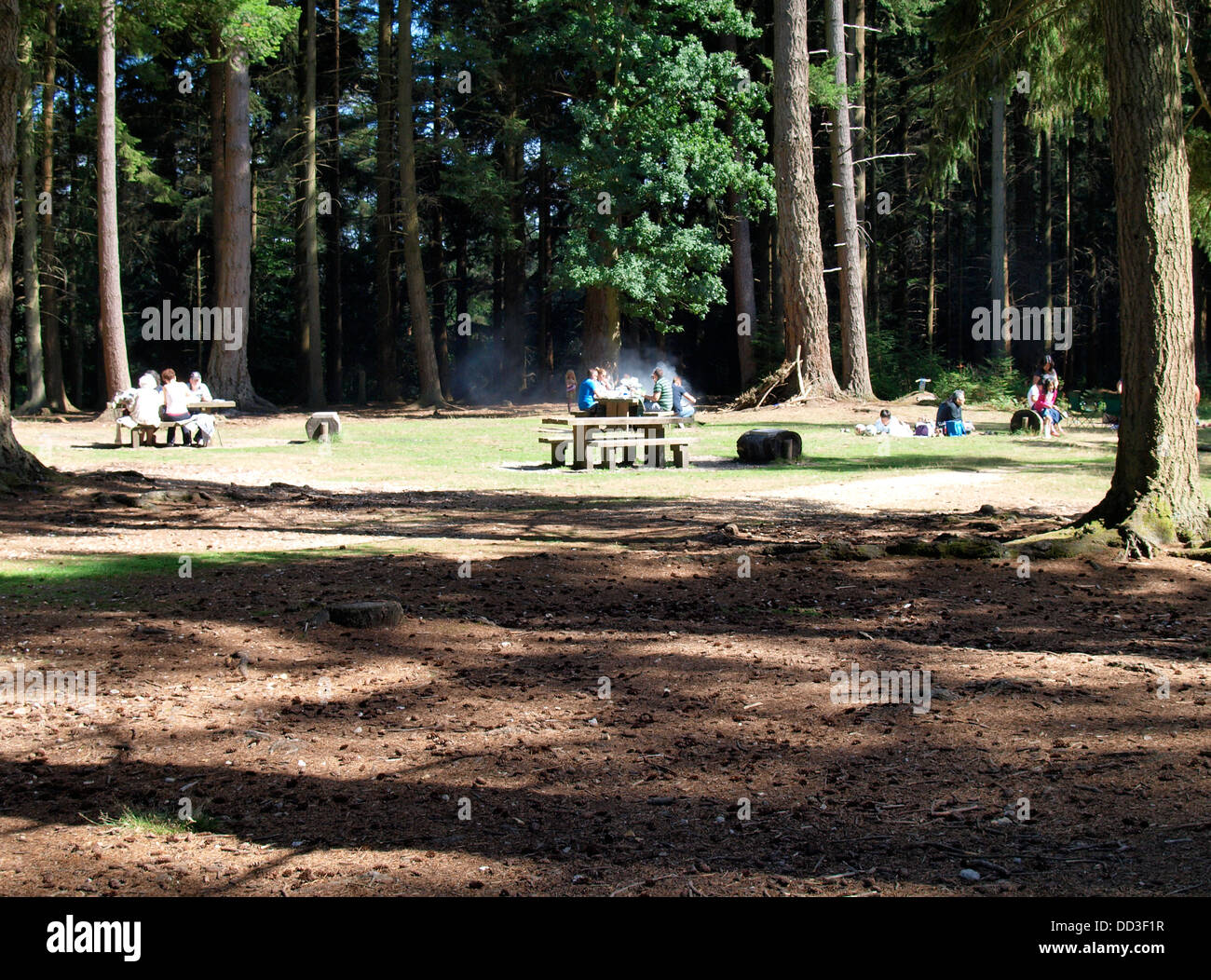 Picnic area in the woods, Bolderwood park, New Forest, Hampshire, UK 2013 Stock Photo