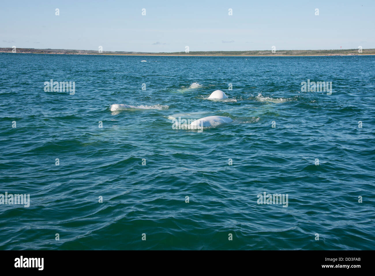 Canada, Manitoba, Churchill. Churchill River Estuary, pod of beluga whales (Delphinapterus leucas). Stock Photo