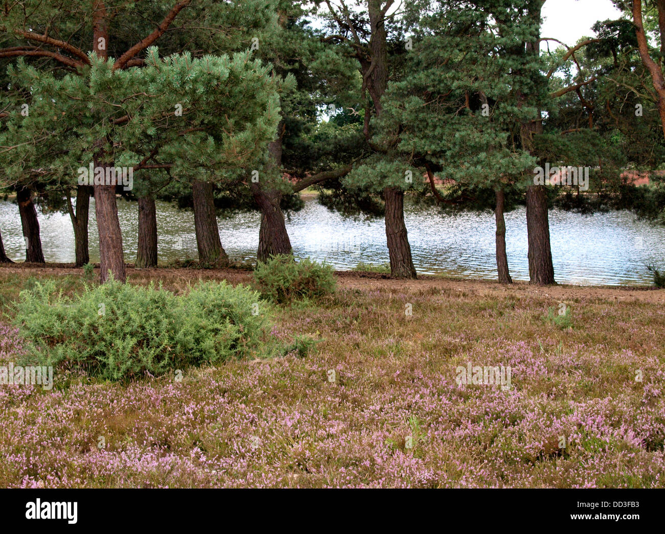 Trees along the edge of Hatchet pond, New Forest, Hampshire, UK 2013 Stock Photo