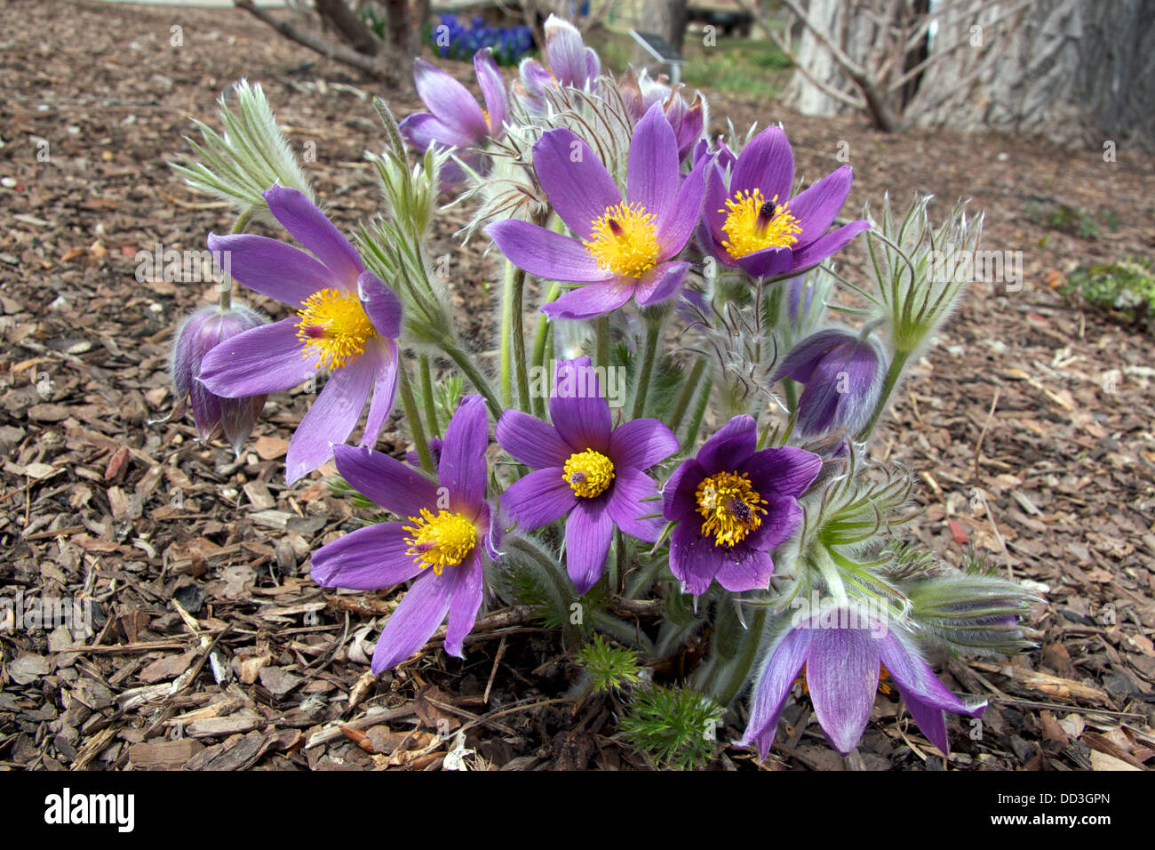 Pasque Flower in bloom Stock Photo