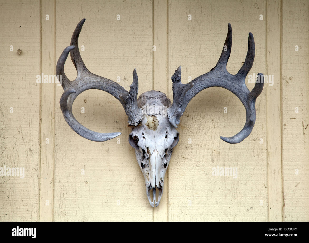 White-tailed deer skull and antlers Stock Photo