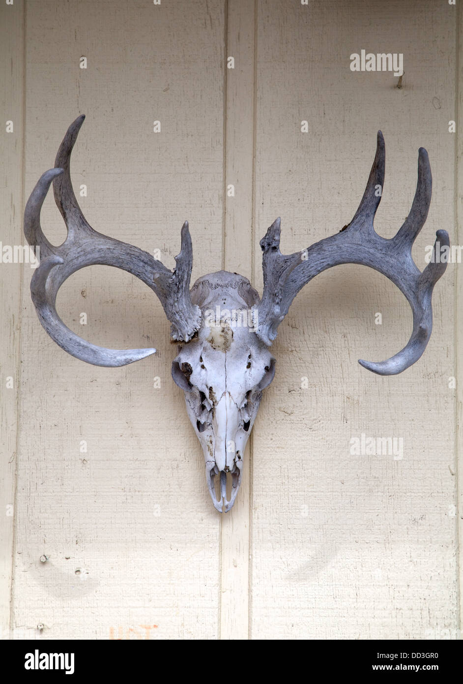 Herbivore skull hires stock photography and images Alamy