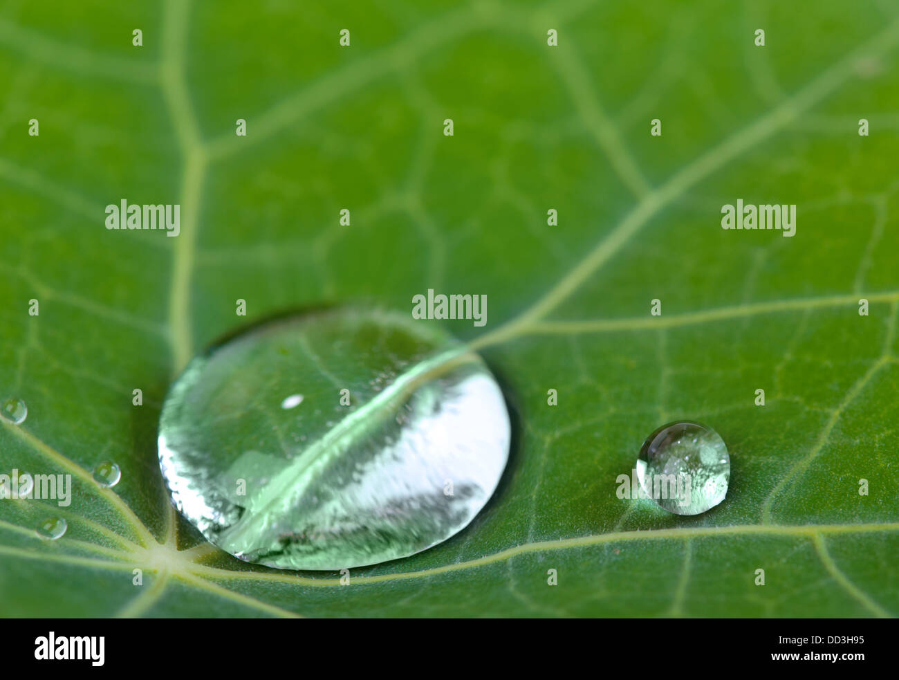 Water drops on green fresh leaf macro Stock Photo