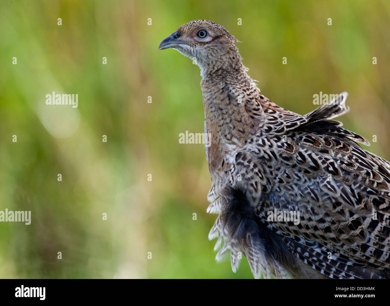 Landfowl (Galliformes); Northumberland, England Stock Photo