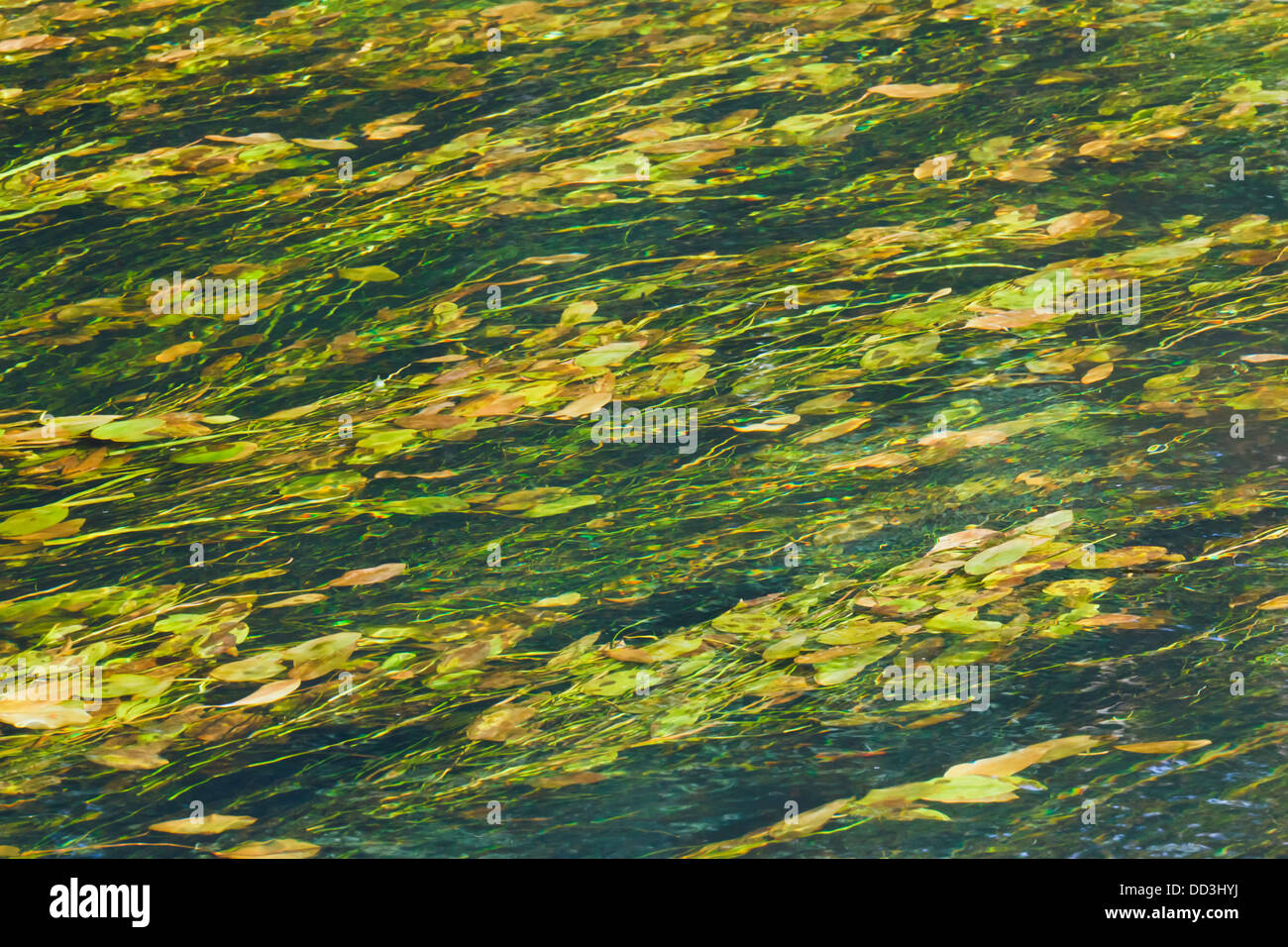 Weeds In A River; Dunmanway, County Cork, Ireland Stock Photo Alamy