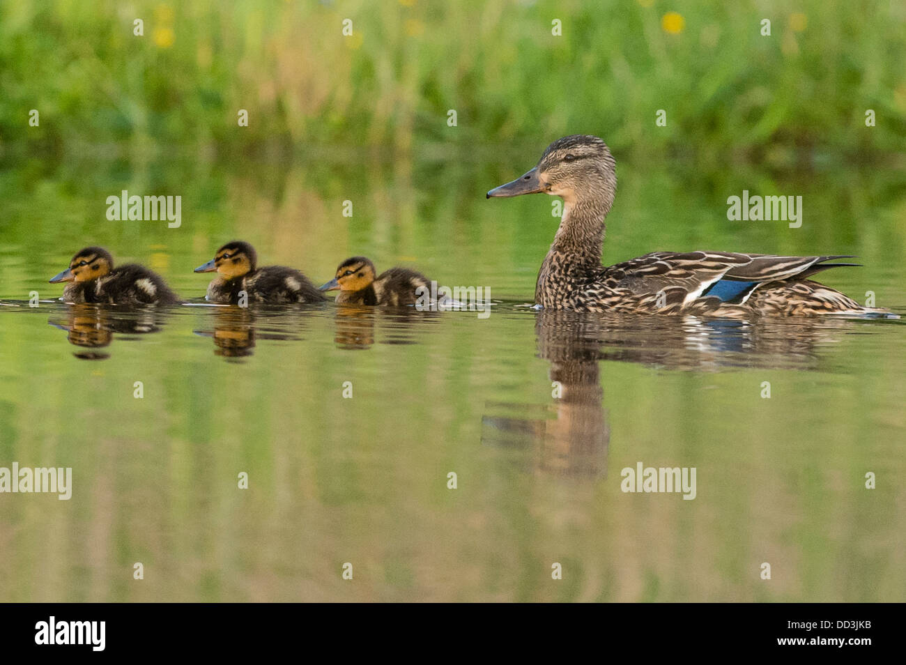 A Mallard duck and chicks Stock Photo