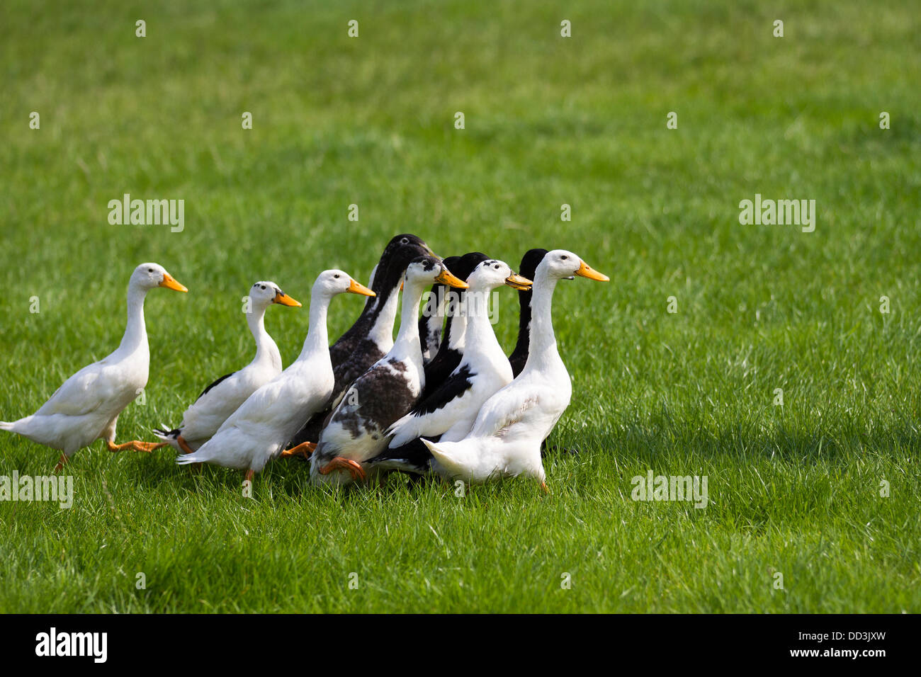Duck herding arena hires stock photography and images Alamy