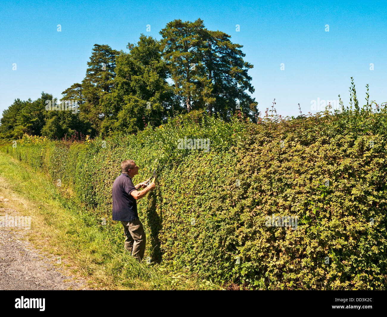 Chateau owner hand trimming 100yard long roadside hedge France Stock