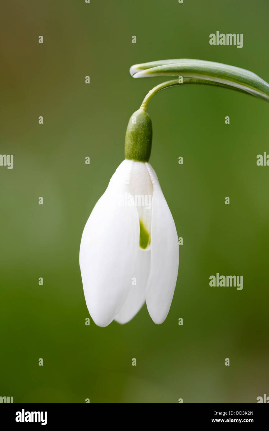 Close up of a snowdrop flower opening Stock Photo