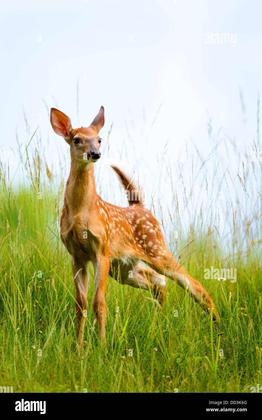 Young White-Tailed deer, Odocoileus virginianus, fawn, Pipestem State Park, West Virginia, U.S.A. Stock Photo