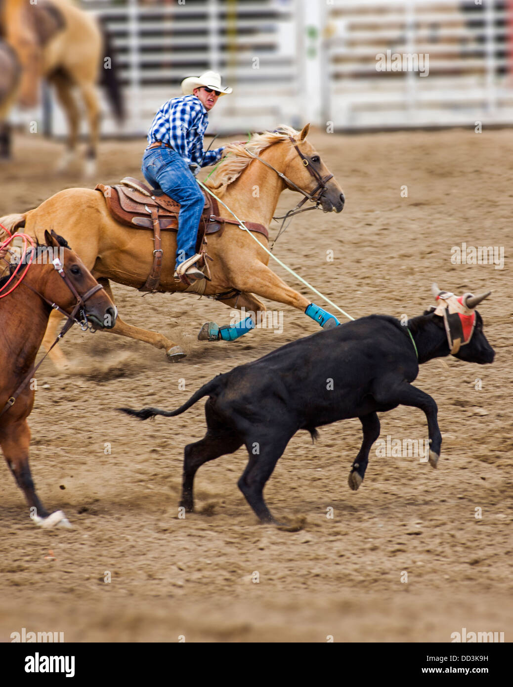 Cowboy on horseback competes in the tie-down roping event, Chaffee County Fair & Rodeo Stock Photo