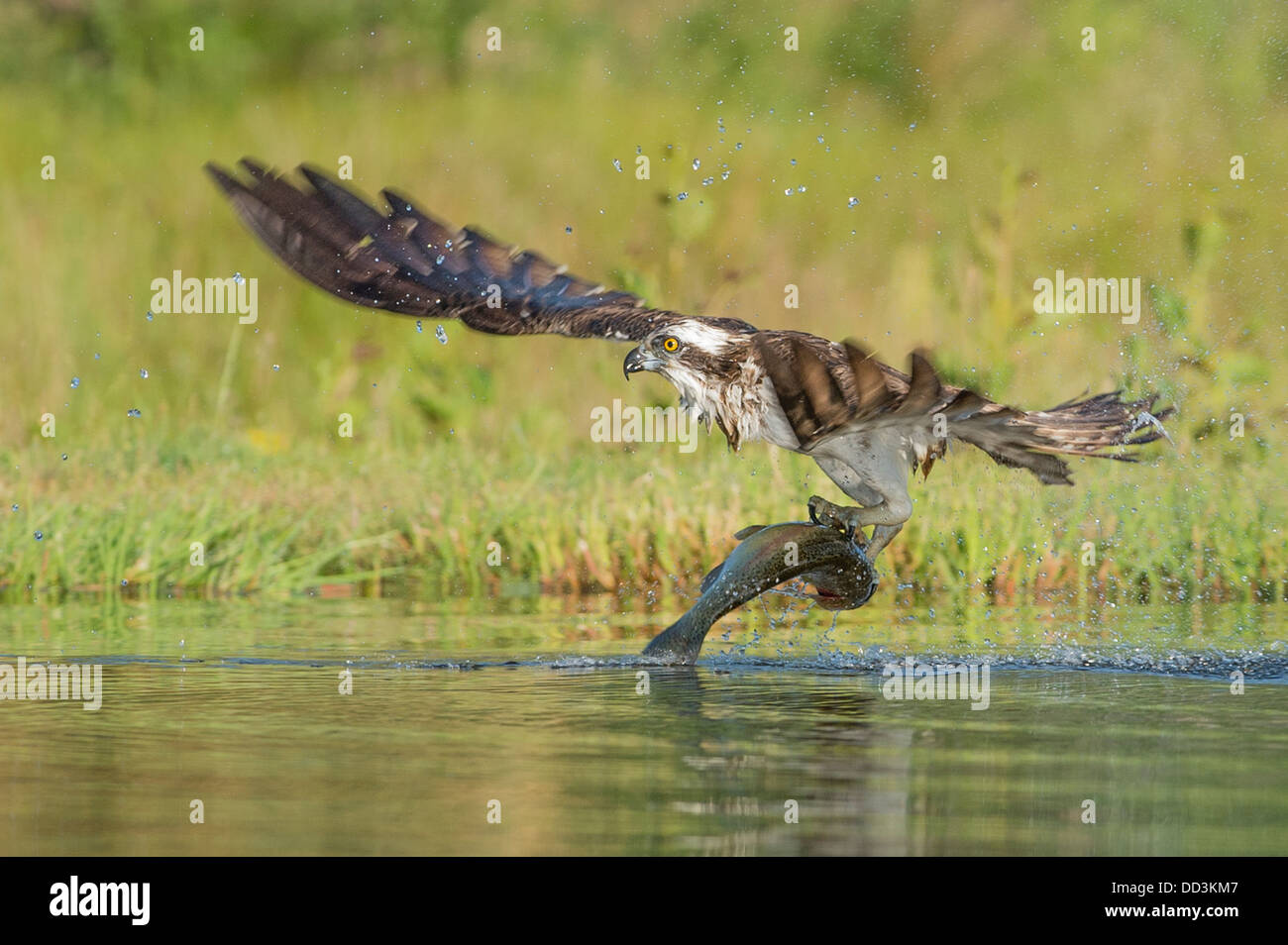 An Osprey successfully catches a trout Stock Photo