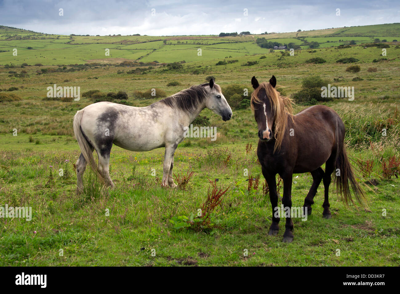 Wild ponies on Bodmin Moor, near Bolventor, Cornwall. a UK Stock Photo