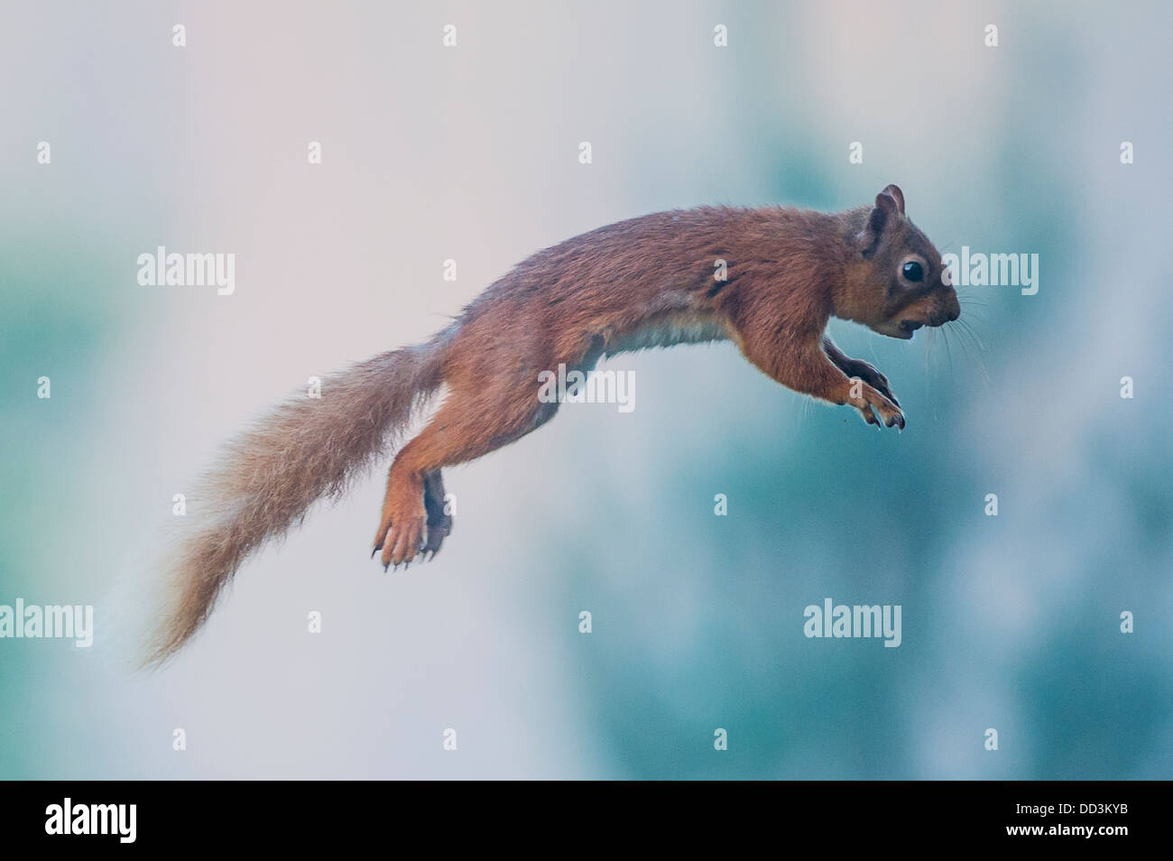 A Red Squirrel jumping between branches Stock Photo