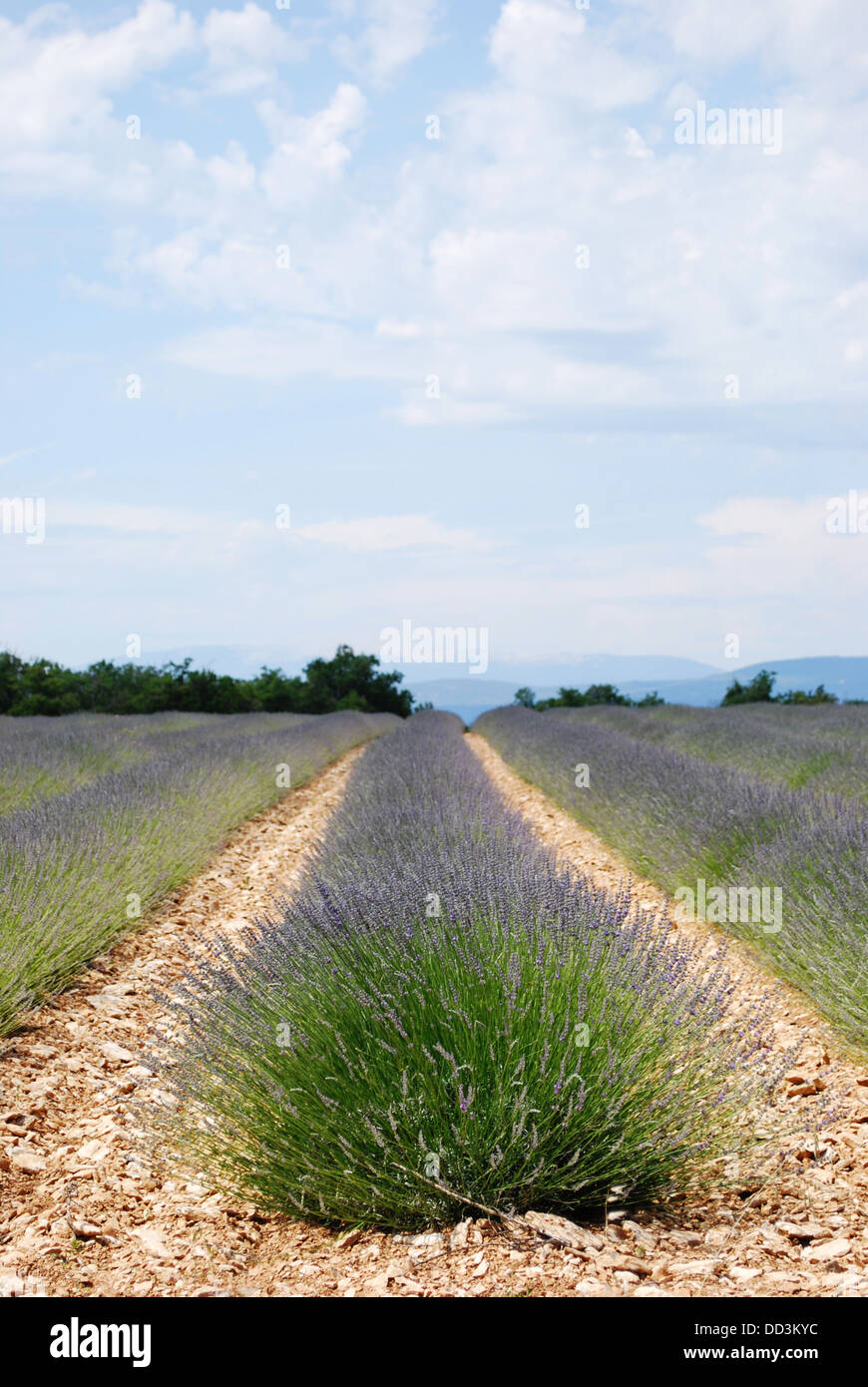 Lavender field landscape in Provence, France Stock Photo