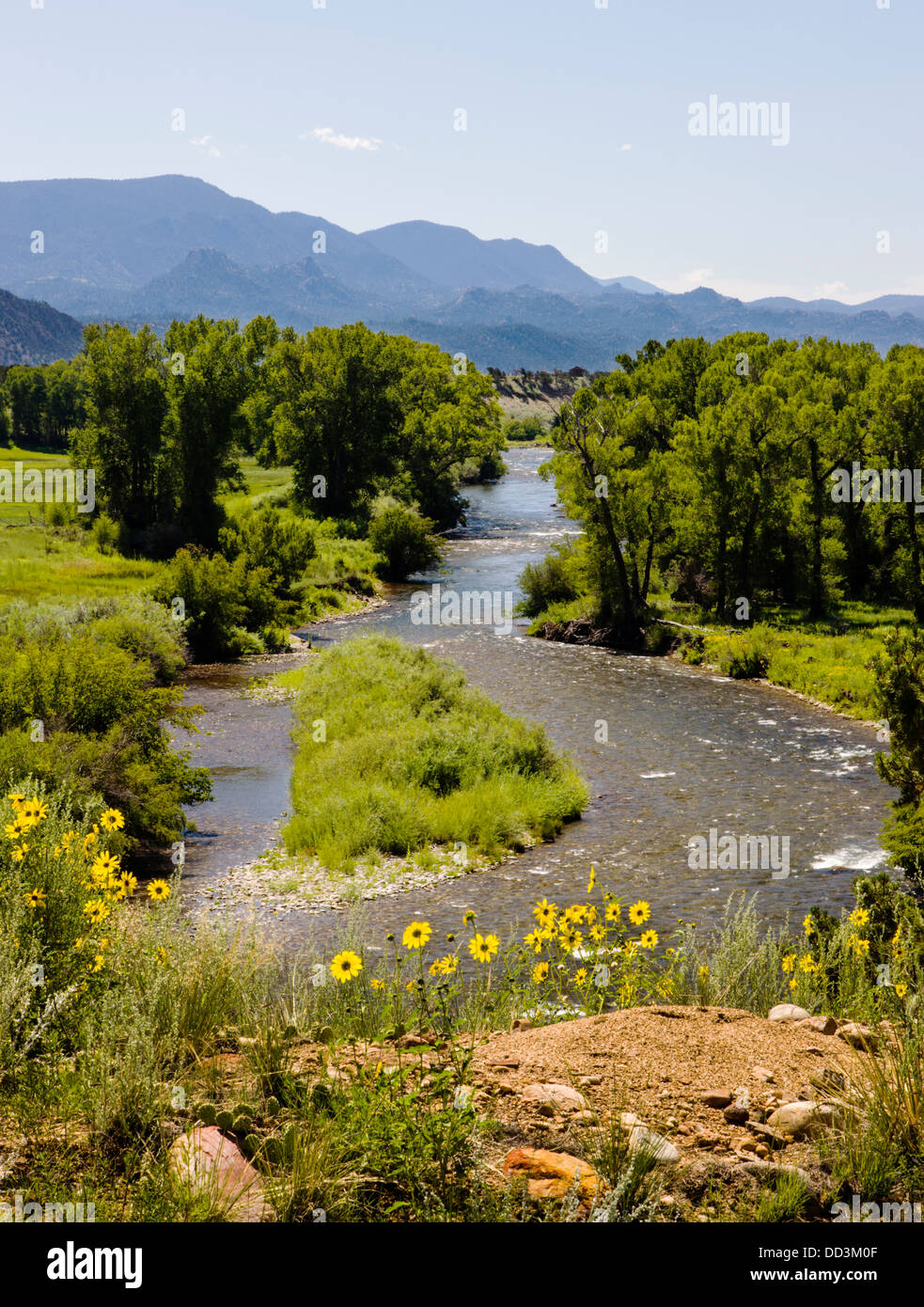 Wild sunflowers along the Arkansas River near Buena Vista, Chaffee County, Colorado, USA Stock Photo