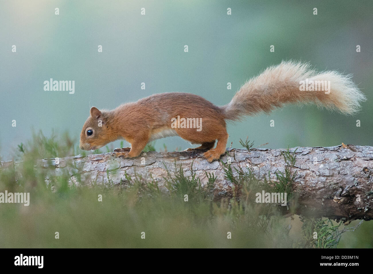 A Red Squirrel on a branch Stock Photo