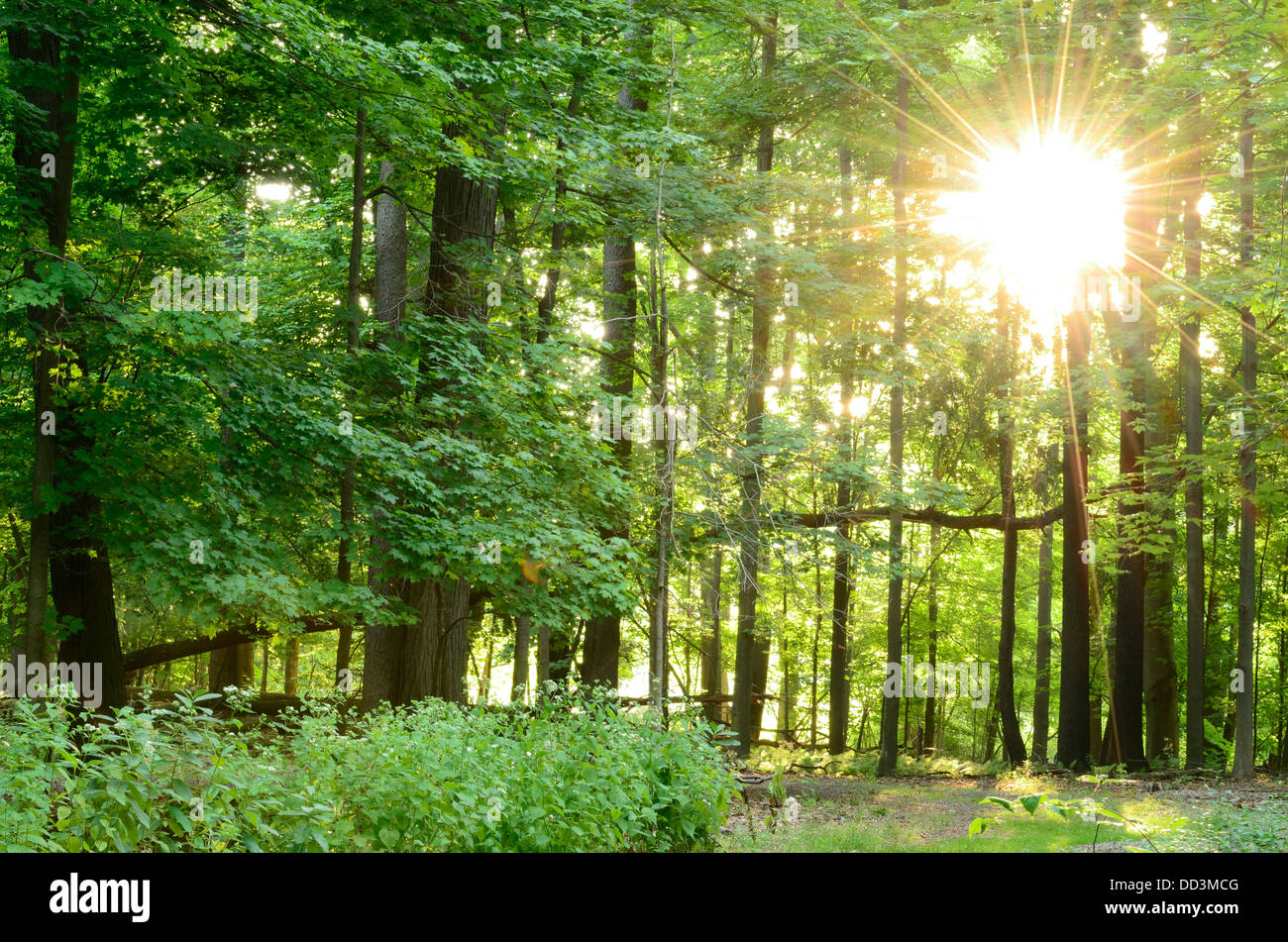 Morning sunrise coming through the trees in the woods Stock Photo - Alamy