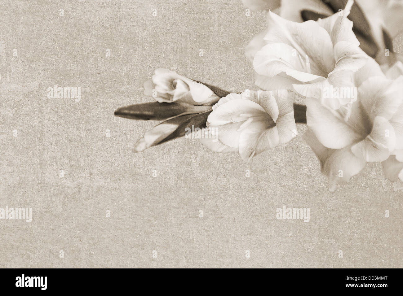 Abstract vintage background with a branch of sword lily flower Stock Photo