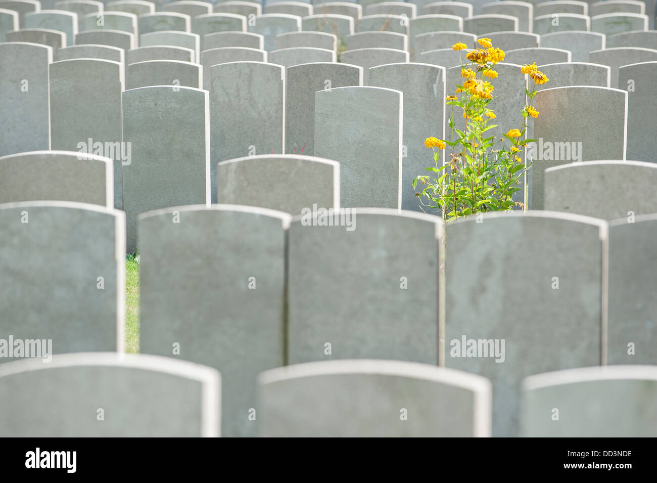 Headstones at WW1 military cemetery of the Commonwealth War Graves Commission for First World War One British soldiers, Belgium Stock Photo