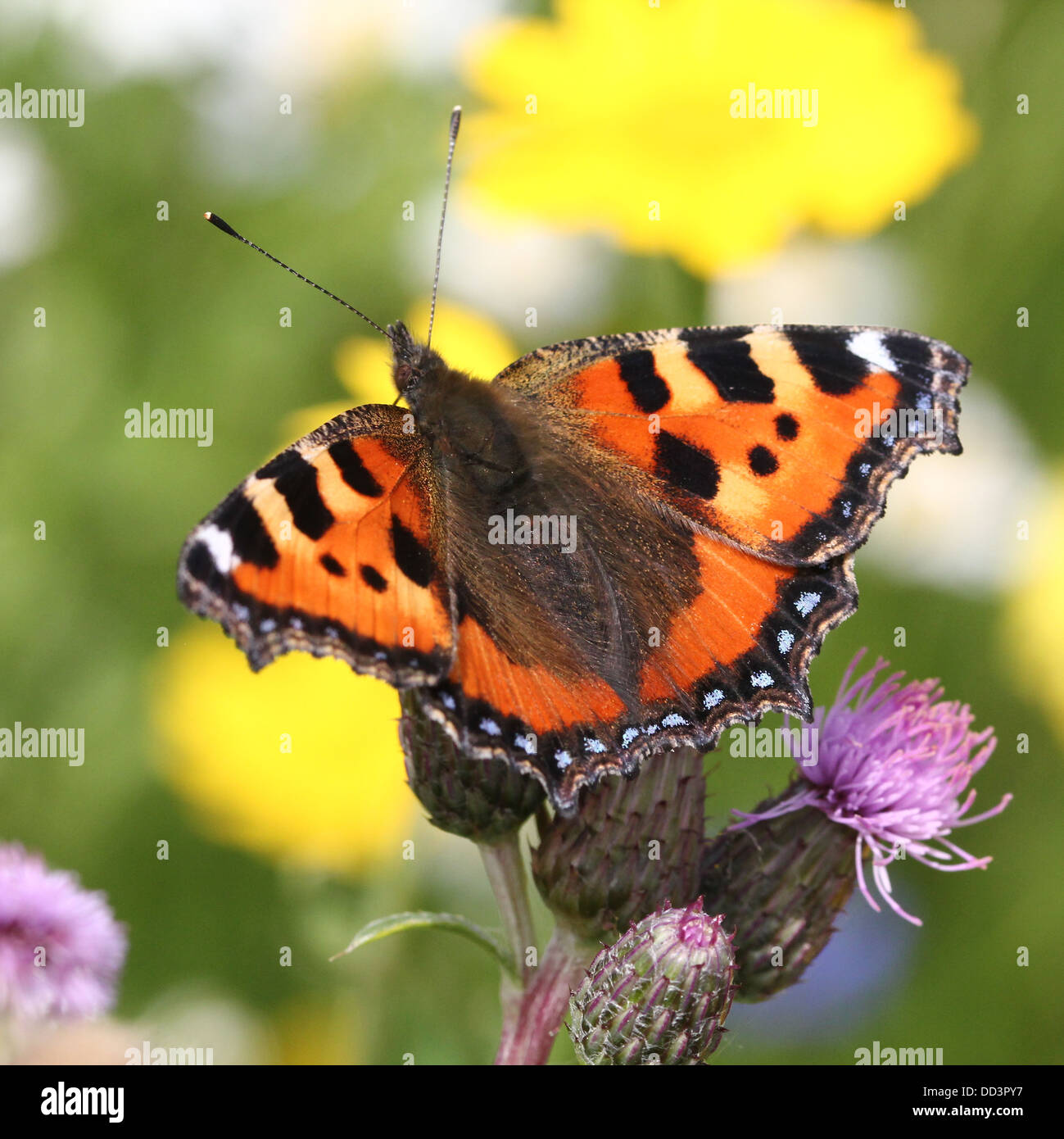 Extensive series of the Small Tortoiseshell (Aglais urticae) butterfly posing on a variety of flowers Stock Photo