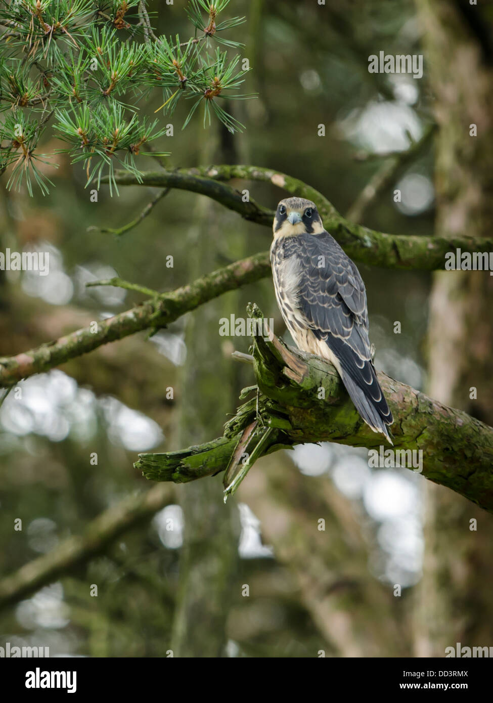 Young Hobby perched in tree Stock Photo