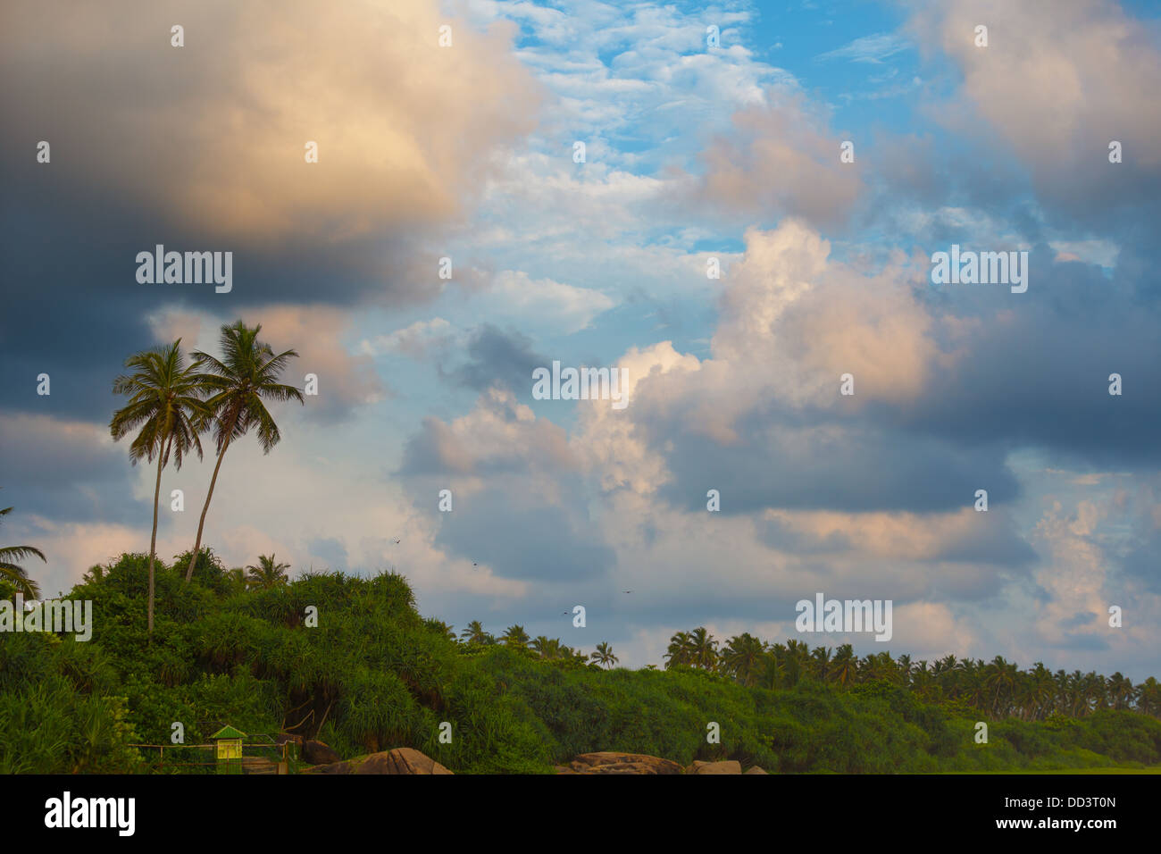 Cloudy sky and the trees hi-res stock photography and images - Alamy