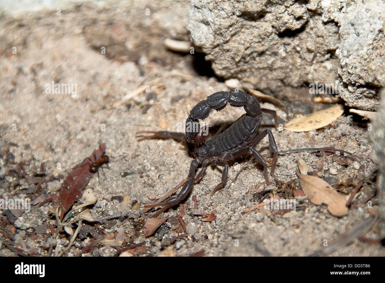 Fat-tailed scorpion in South Africa Stock Photo
