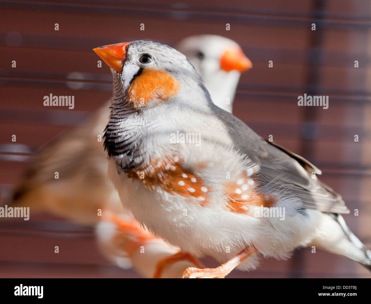 Cut-throat Finch - amadina fasciata - bird in cage Stock Photo