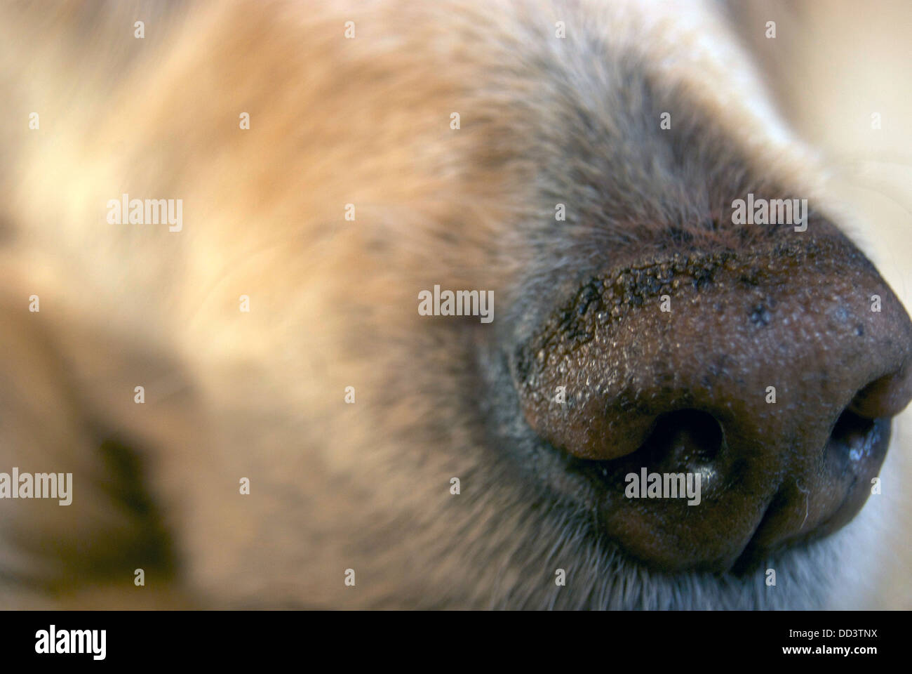 Close up of a golden retriever lying down Stock Photo - Alamy