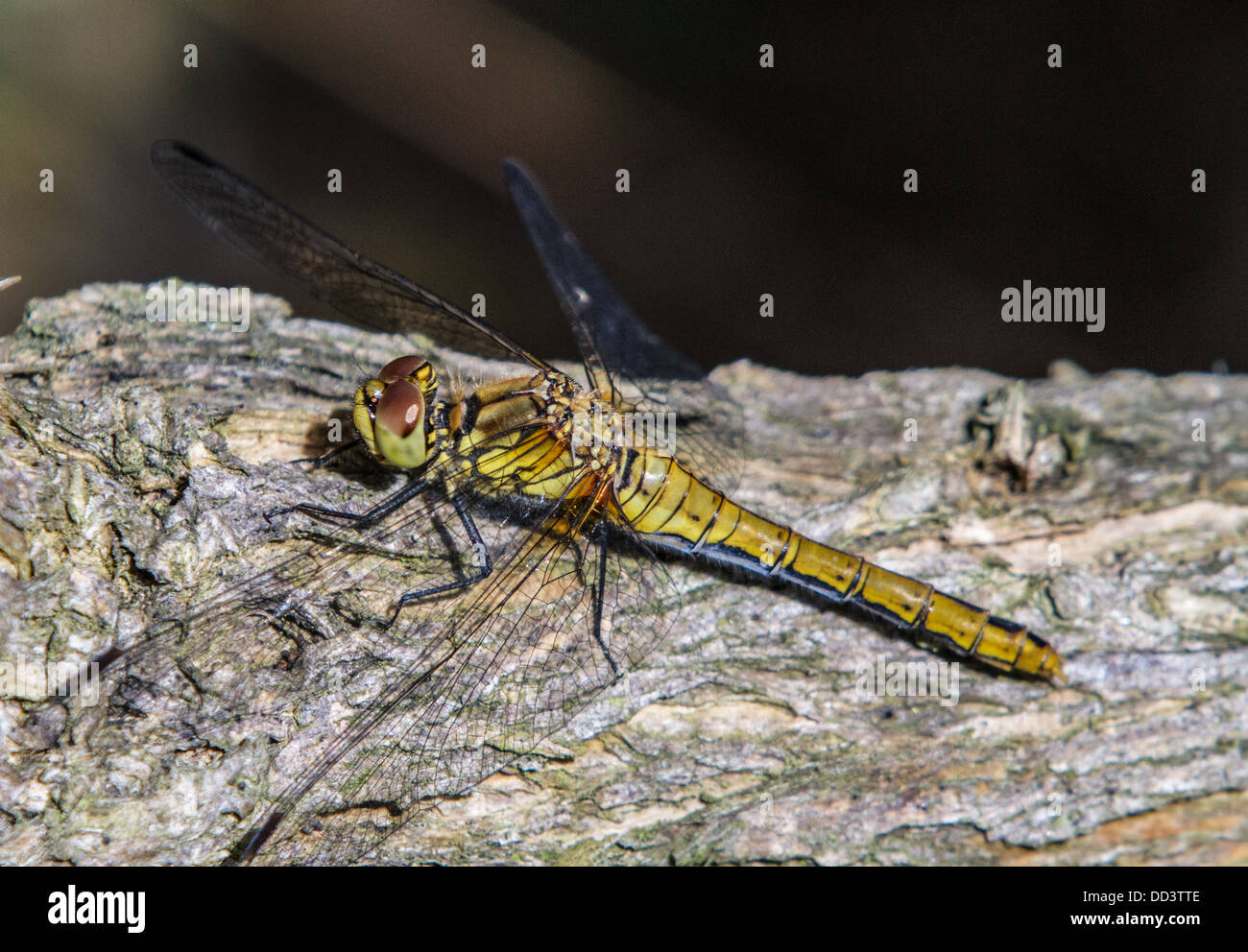 blacked lined skimmer dragonfly resting on a branch Stock Photo - Alamy