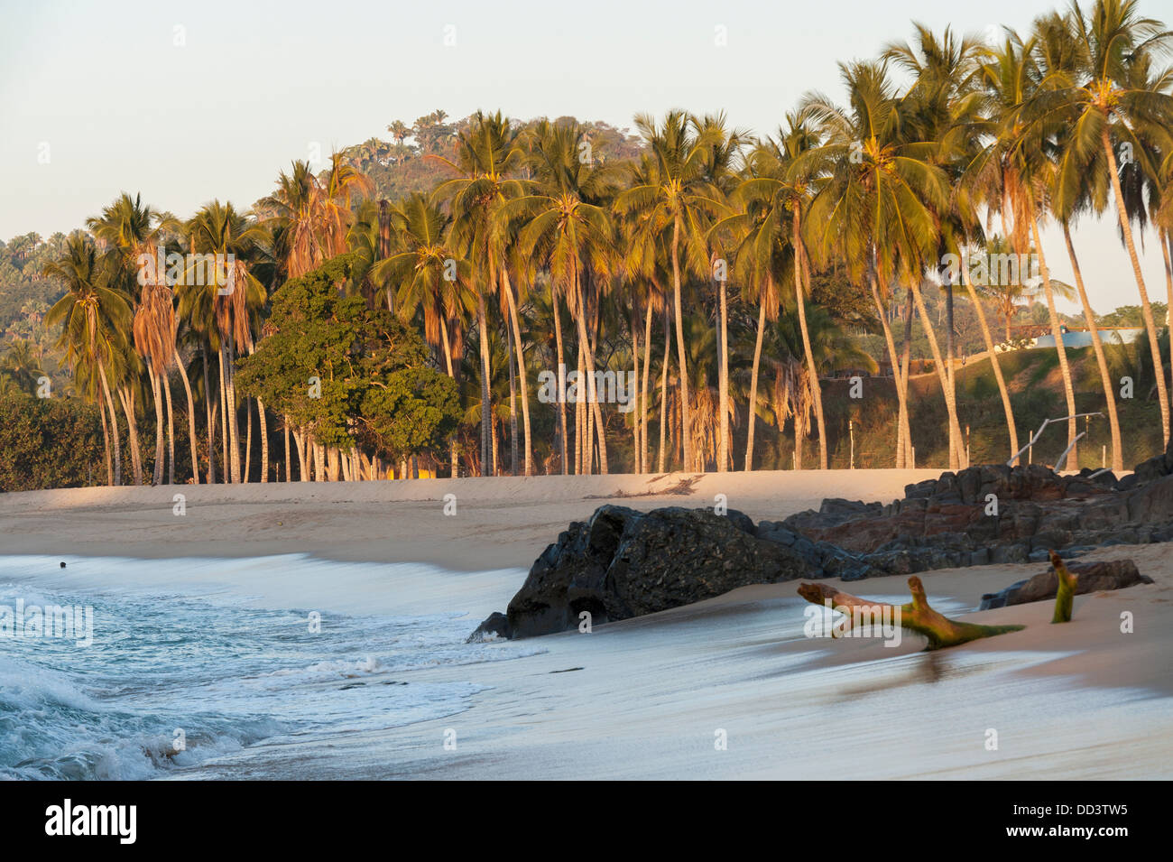 Palm Trees Rocks And Driftwood On A Beach; Sayulita, Mexico Stock Photo