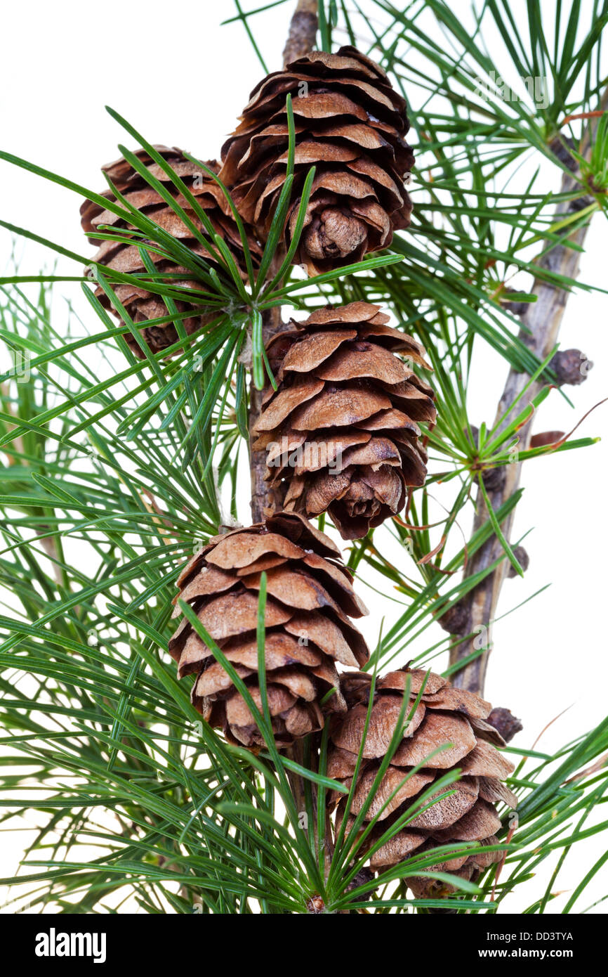 larch cones on twig isolated on white background Stock Photo