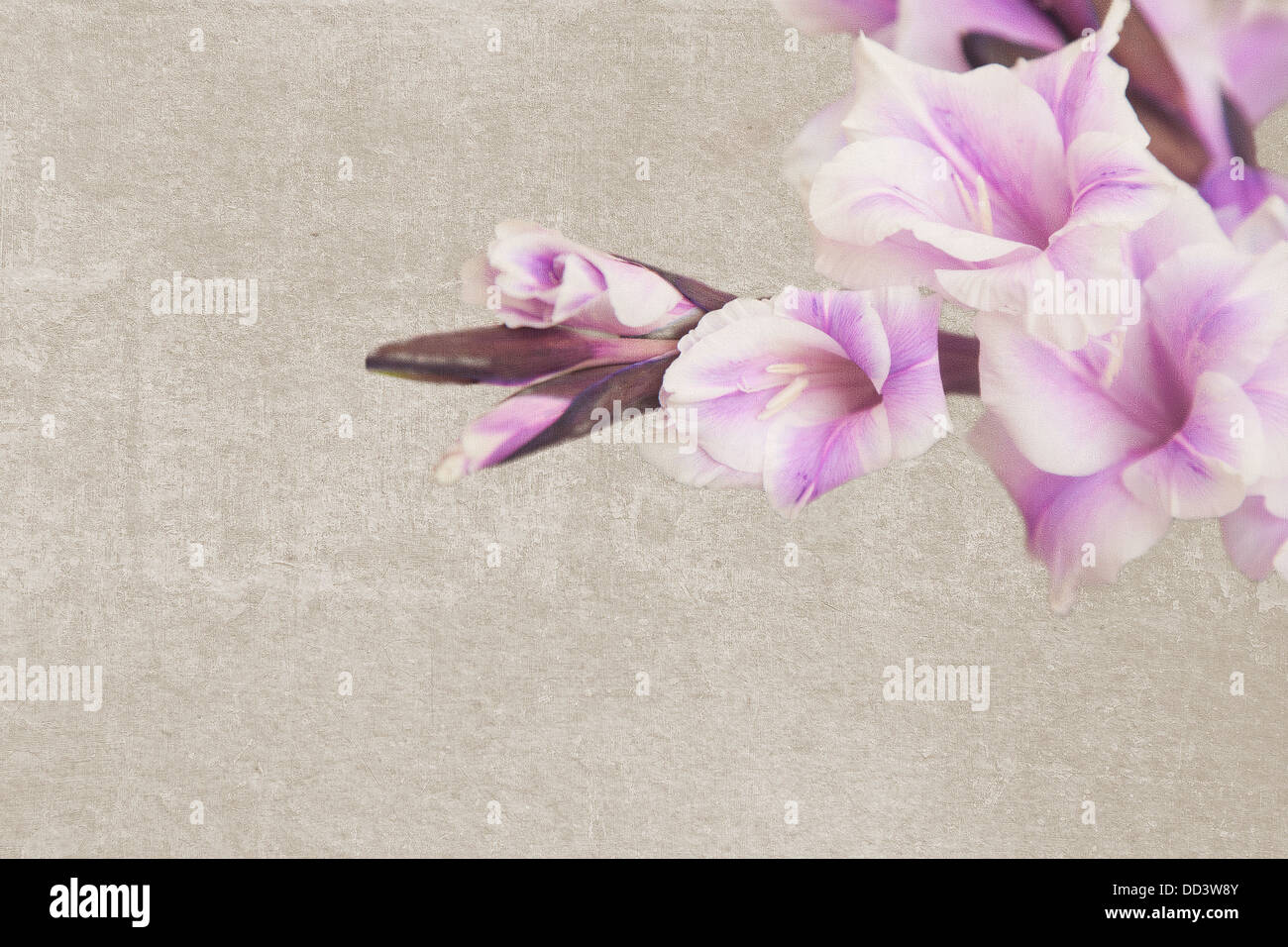 Abstract vintage background with a lilac flower of a gladiolus Stock Photo