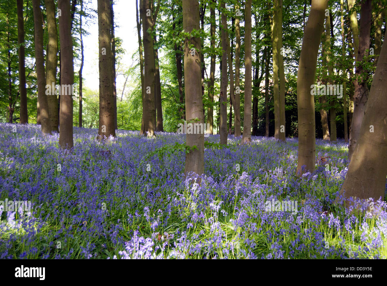 Bluebell woods at Coton Manor Gardens in Northamptonshire Stock Photo