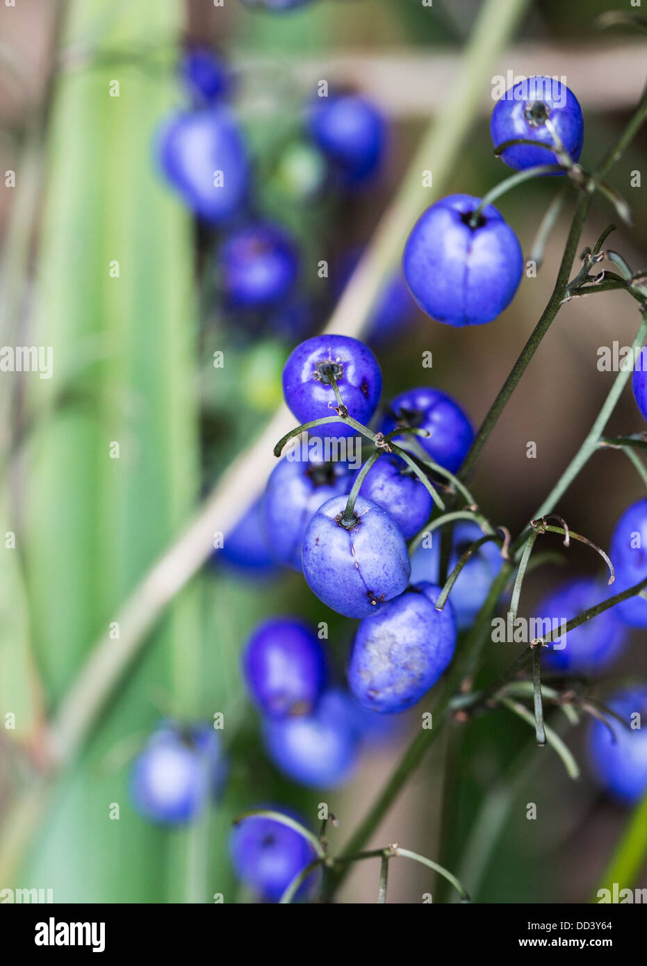 Bright blue berries of the blue flaxlily, Dianella caerulea Stock