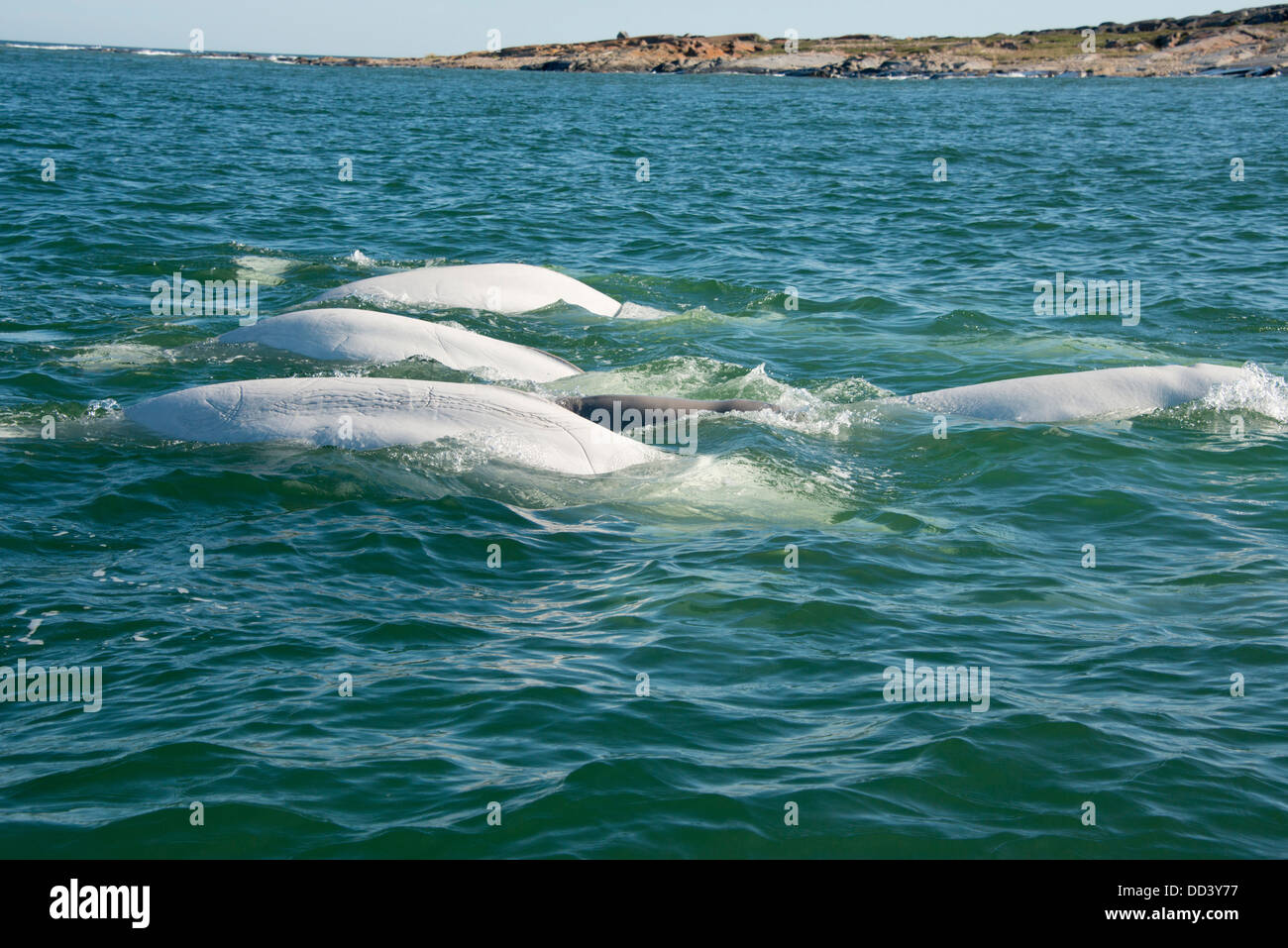 Canada, Manitoba, Churchill. Churchill River Estuary, wild beluga whales (Delphinapterus leucas). Stock Photo