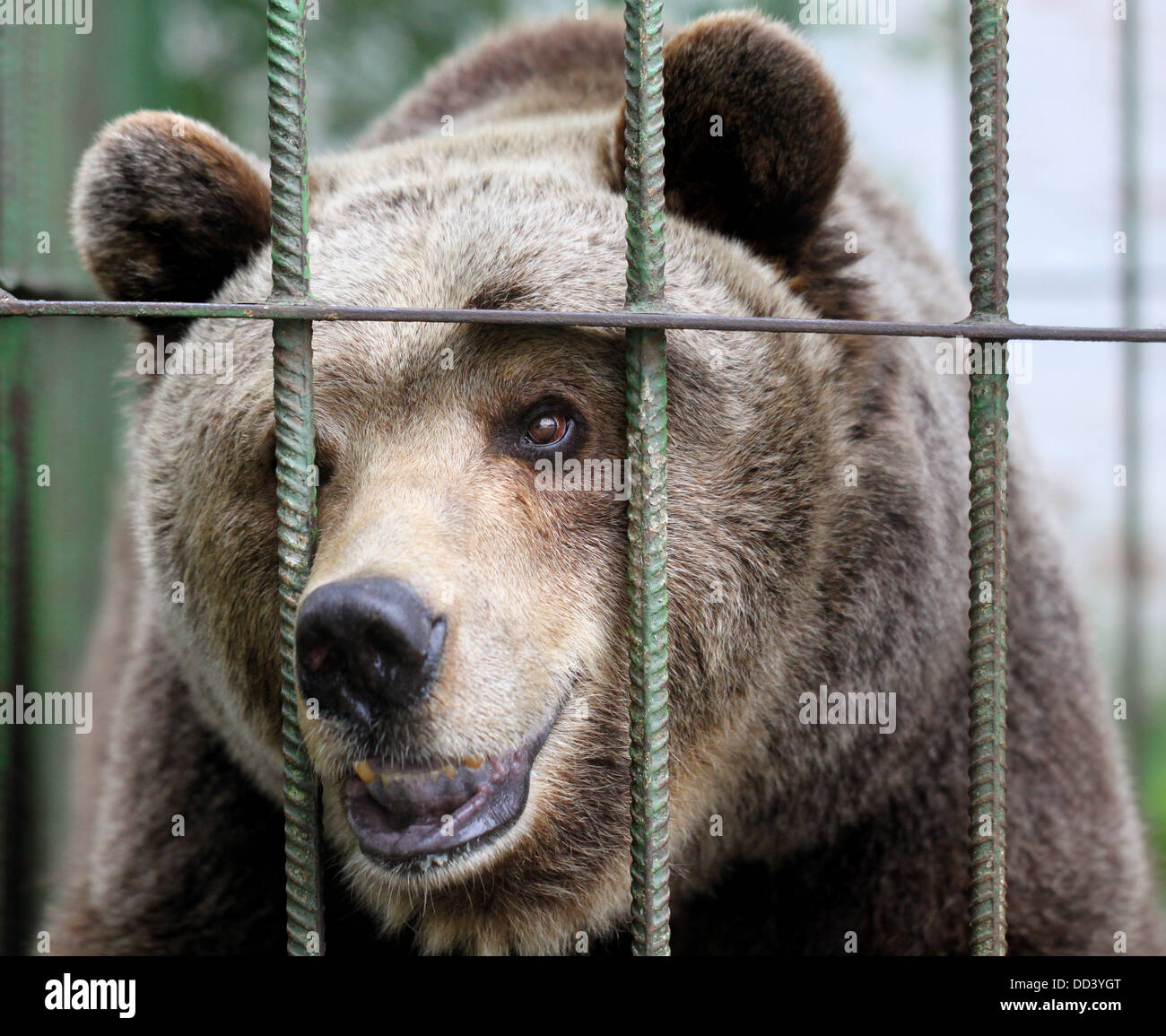Portrait of a brown bear in a cage Stock Photo - Alamy