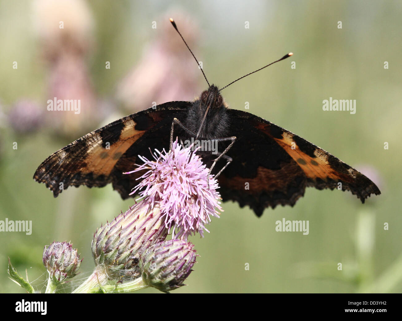 Extensive series of the Small Tortoiseshell (Aglais urticae) butterfly posing on a variety of flowers, facing the camera Stock Photo