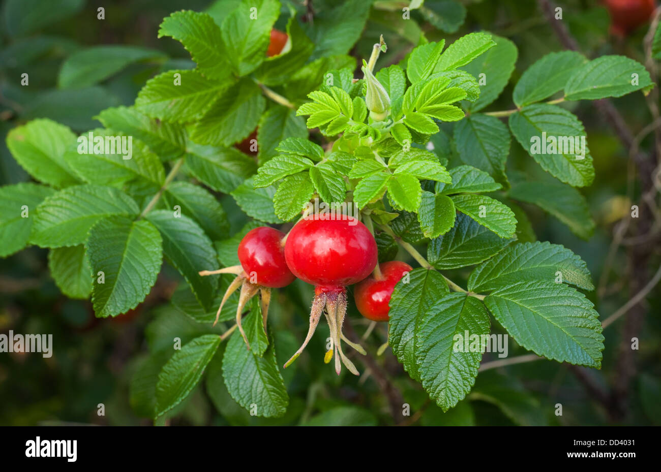 Red dogrose berries with green leaves Stock Photo Alamy